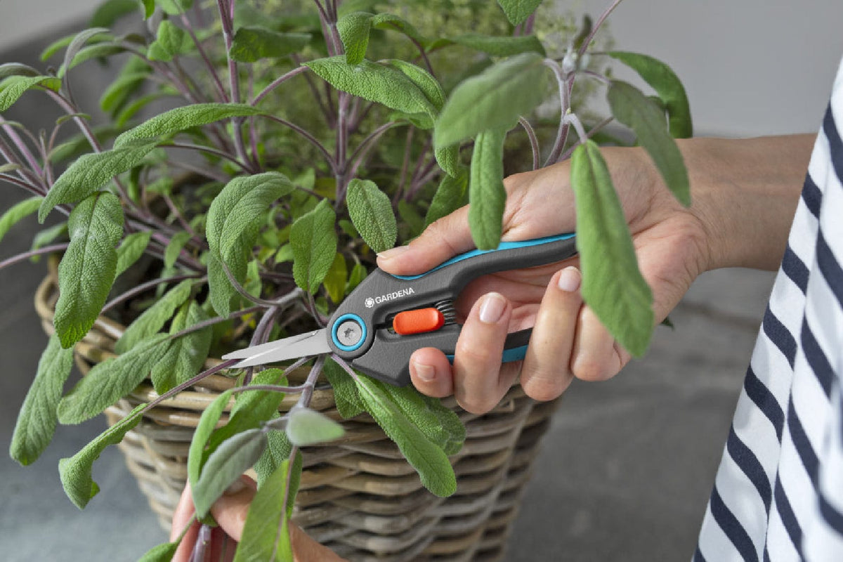 FreshCut Scissors